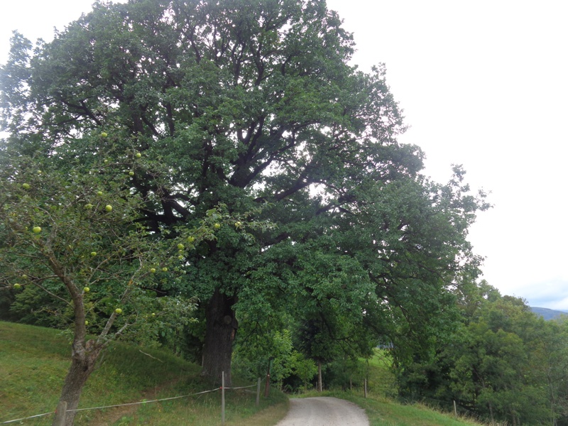 Eiche bei Scheuchenstein