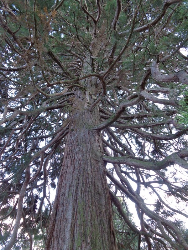 Föhre im Pötzleinsdorfer Schlosspark