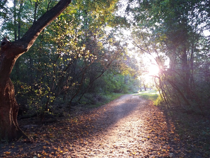 Herbst im Prater