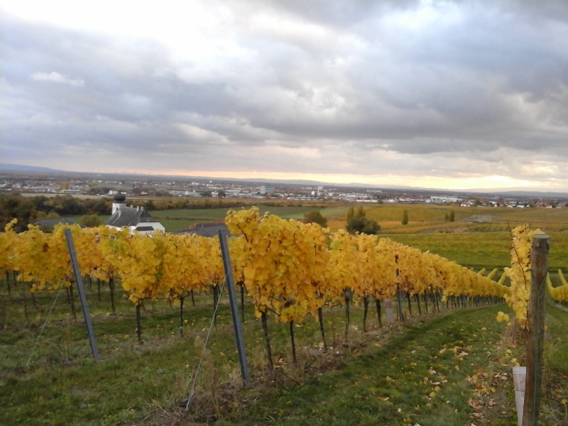 Weinberge bei Thallern