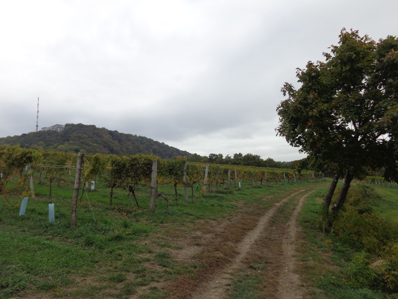 Kahlenbergerdorfer Weinwanderweg