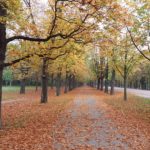 Herbstliche Prater Hauptallee