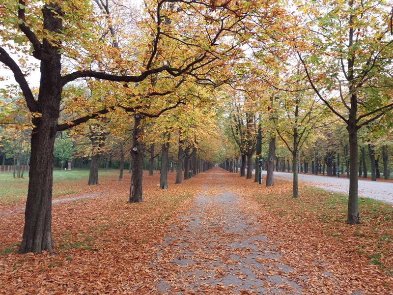 Herbstliche Prater Hauptallee