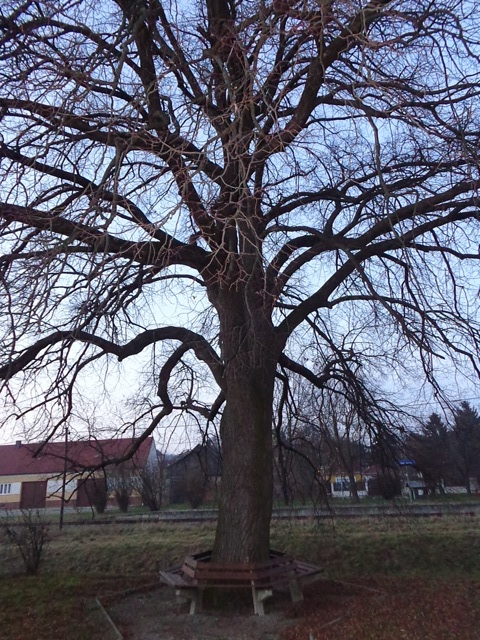 Baum in Klein Harras