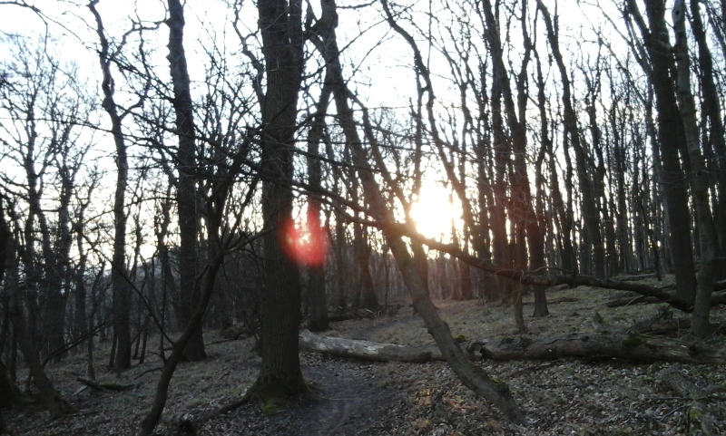 Abendsonne am Kahlenberg