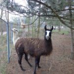 Lamas bei der Grillranch