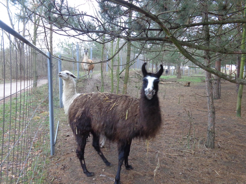 Lamas bei der Grillranch