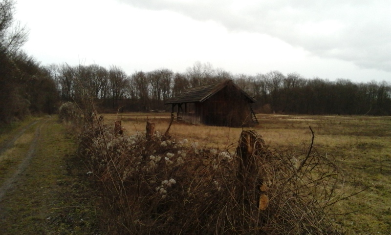 Wanderweg in der Lobau