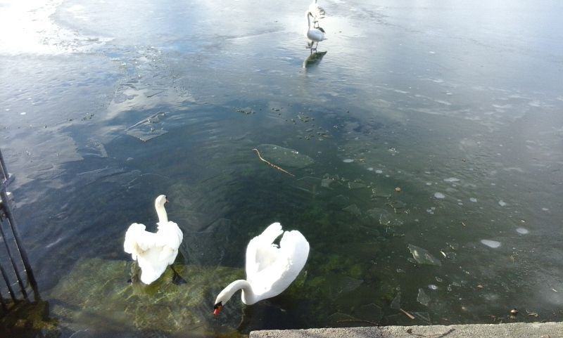 Schwäne baden im Eisloch