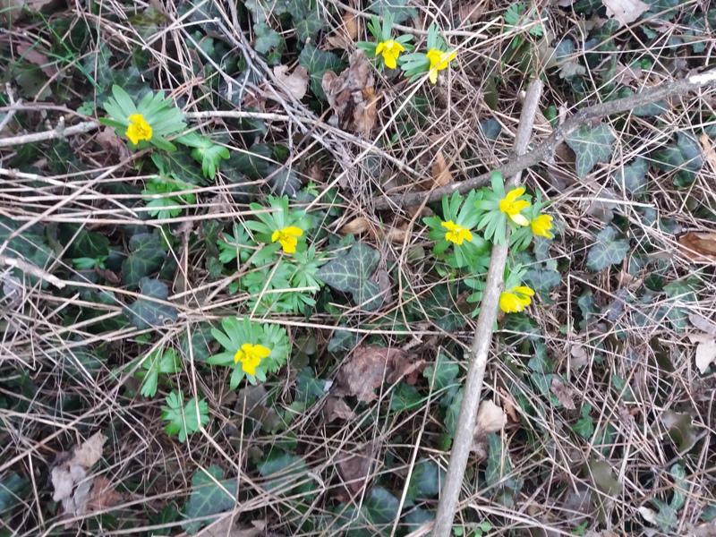 Erste Frühlingsboten