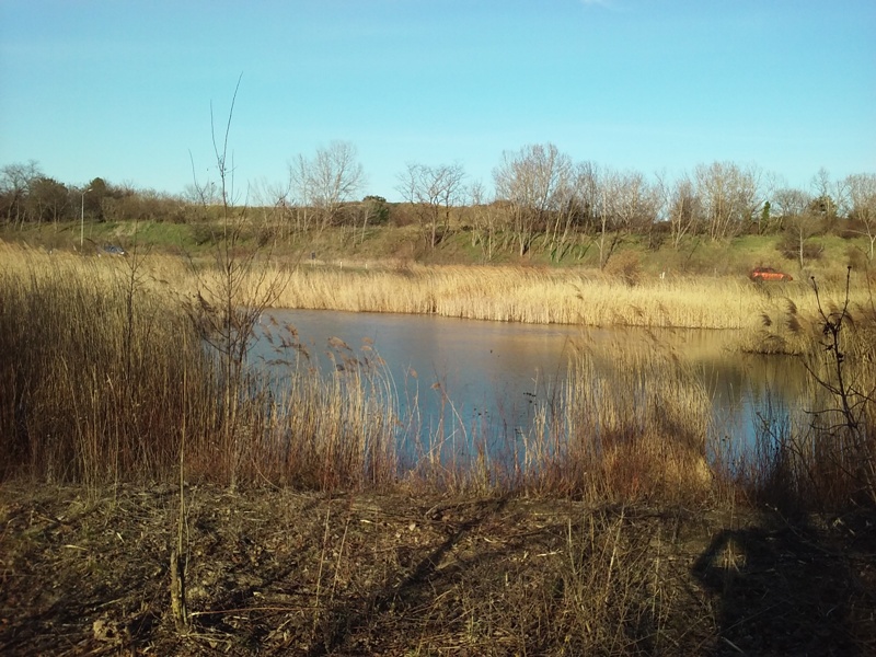 Teich am Wagram