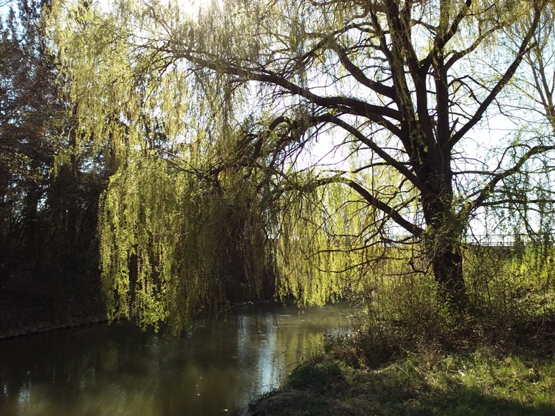 Am Kanal bei Parbasdorf