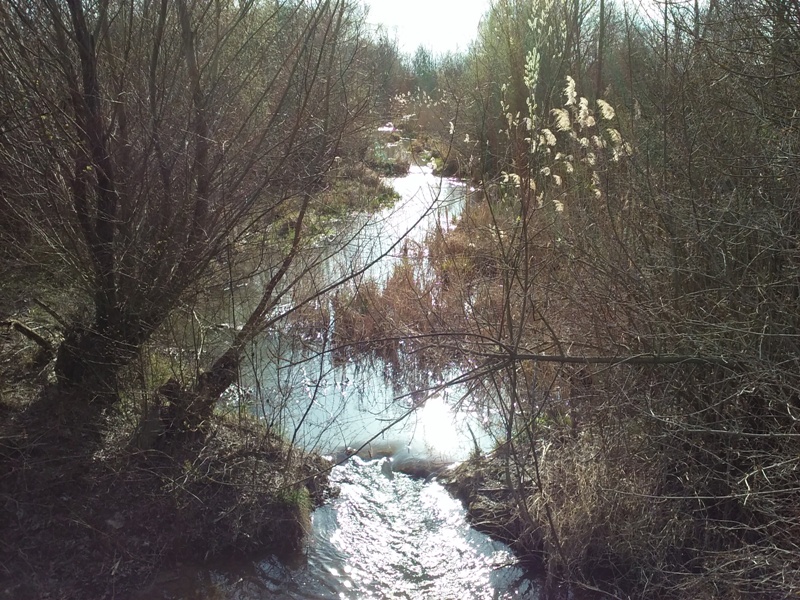 Fischlauf am Marchfeldkanal