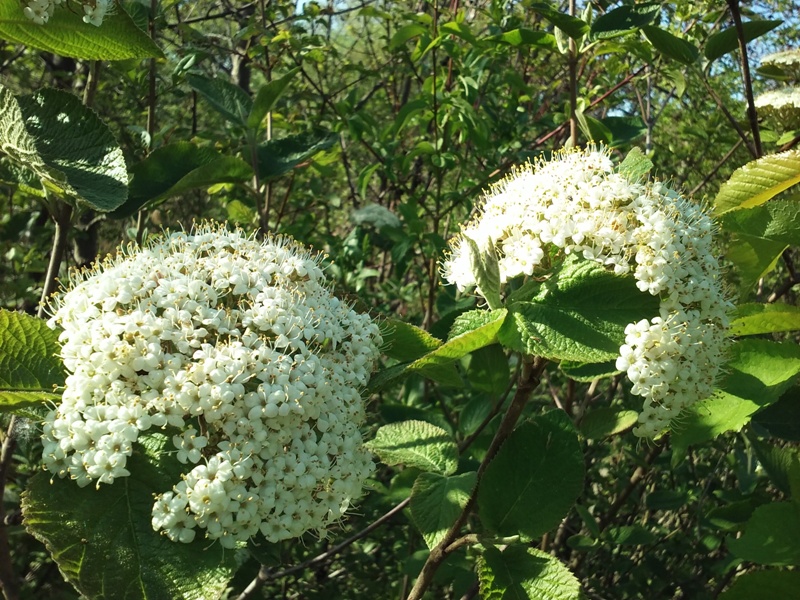 Frühlingsblüten