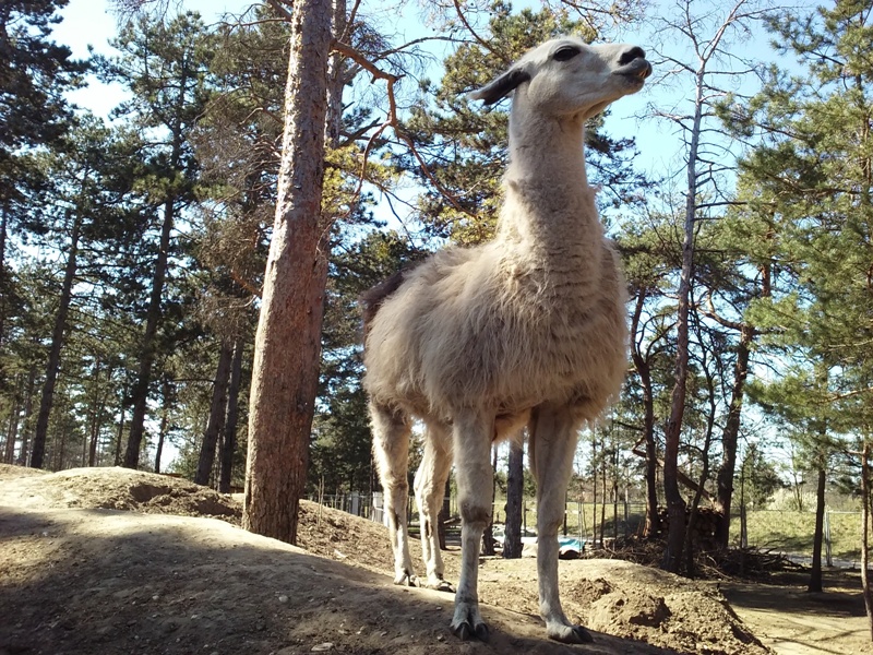 Lama bei der Ranch