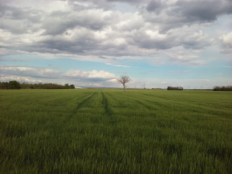 Baum unter Wolken