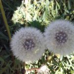 Doppelte Pusteblume