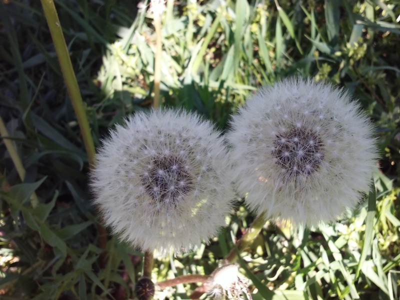 Doppelte Pusteblume