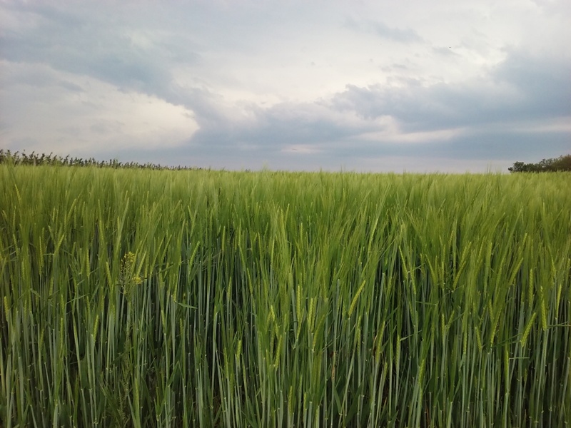 Getreide und Regenwolken