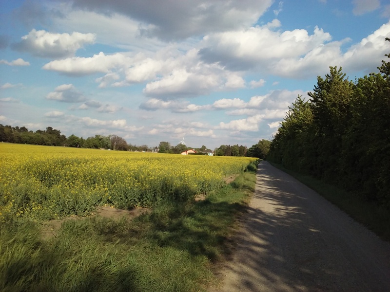 Marchfeldkanalradweg bei Parbasdorf