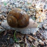 Schnecke am Rußbach