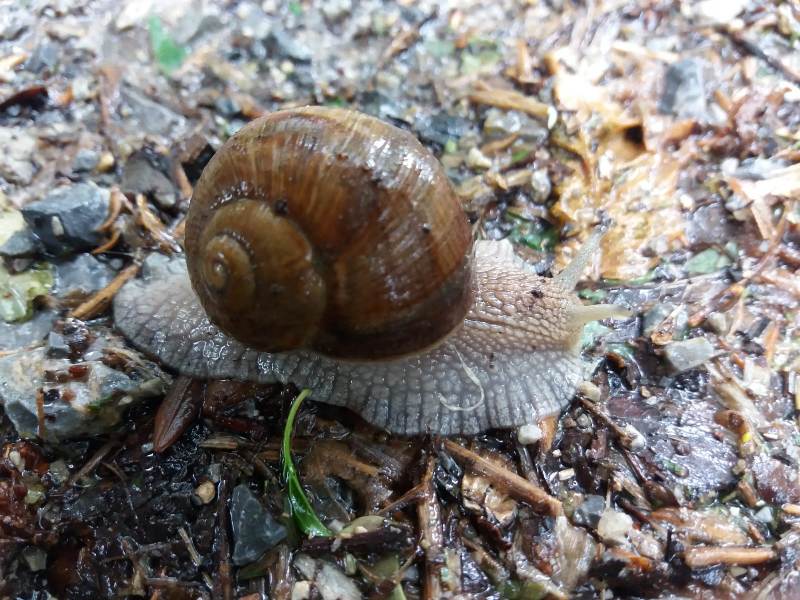 Schnecke am Rußbach