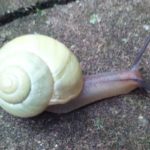 Kleine Schnecke