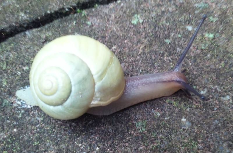 Kleine Schnecke