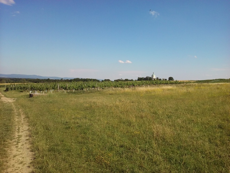 Am Feld hinterm Rochusberg