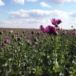 Feldblumen bei Parbasdorf