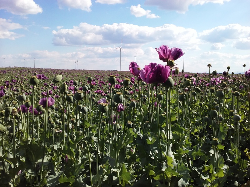 Feldblumen bei Parbasdorf