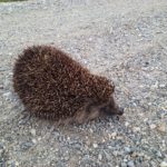 Igel bei der Feldgasse