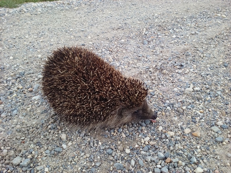 Igel bei der Feldgasse