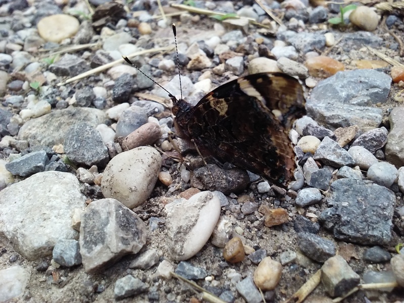 Kleiner Schmetterling