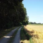 Sommer am Marchfeldkanalradweg