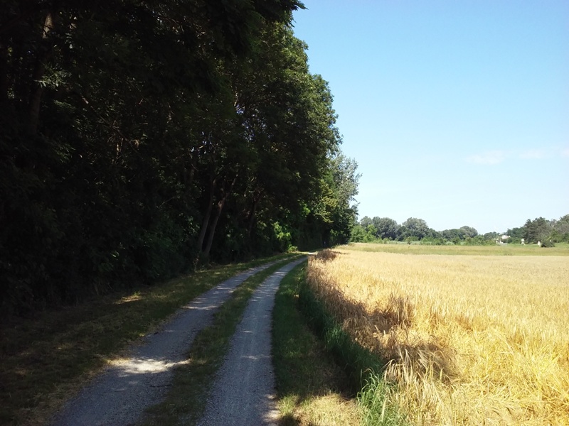 Sommer am Marchfeldkanalradweg