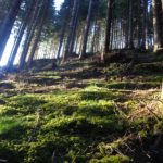 Wald bei Unterbichl