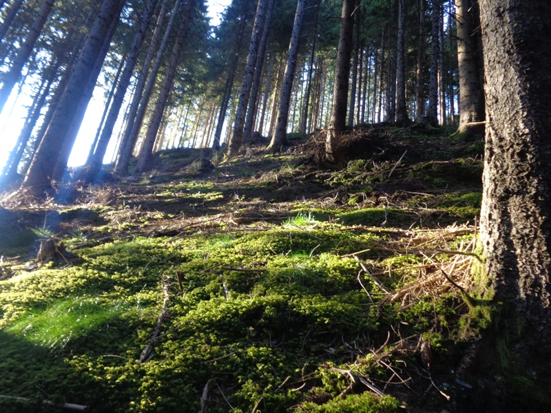 Wald bei Unterbichl