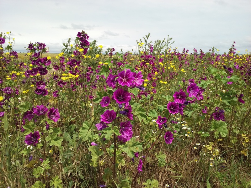 Blumenpracht bei Parbasdorf