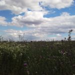 Blumenwiese am Flugfeld