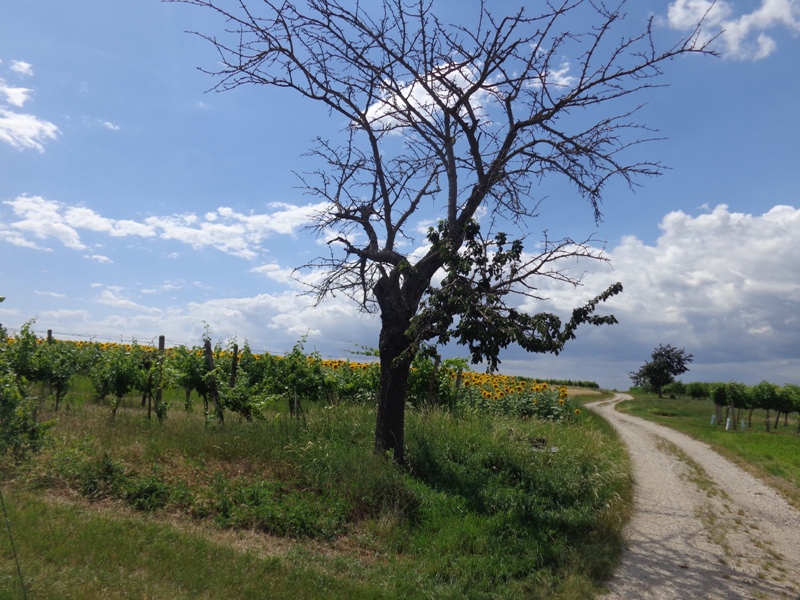 Bockfließer Weinberge