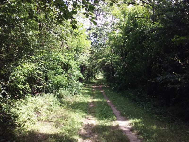 Sommer im Wagramer Wald