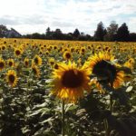 Sonnenblumen am Siehdichfür Weg