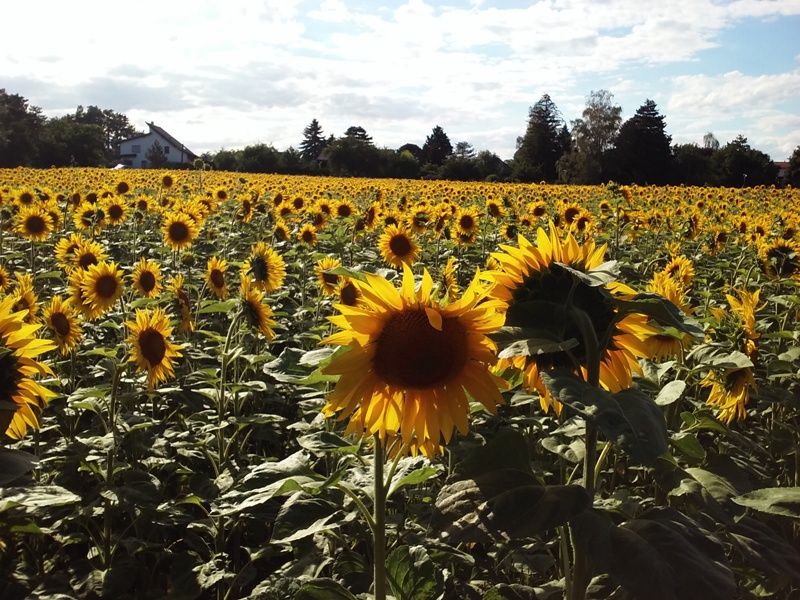 Sonnenblumen am Siehdichfür Weg