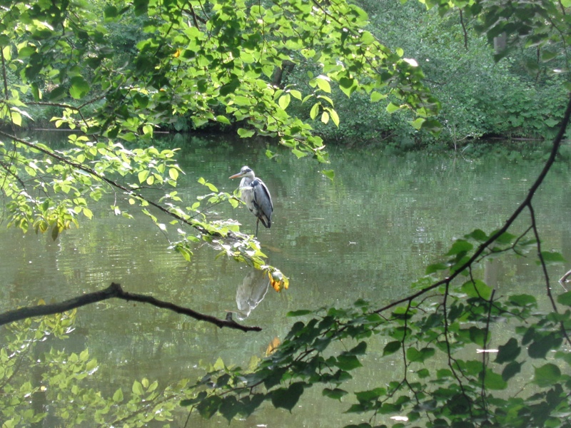 Vogel am Parapluieteich