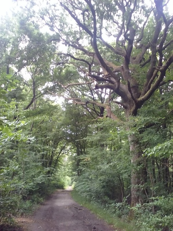 Wandern am Bisamberg