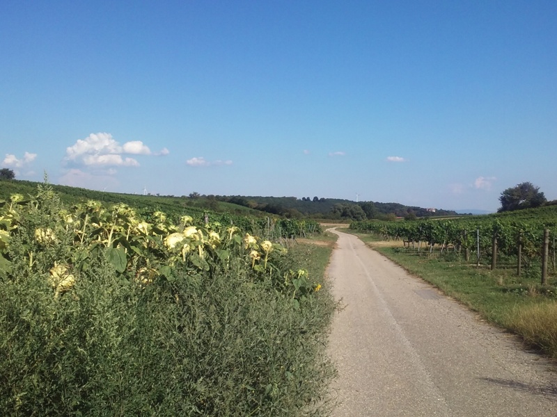 Blick nach Matzen