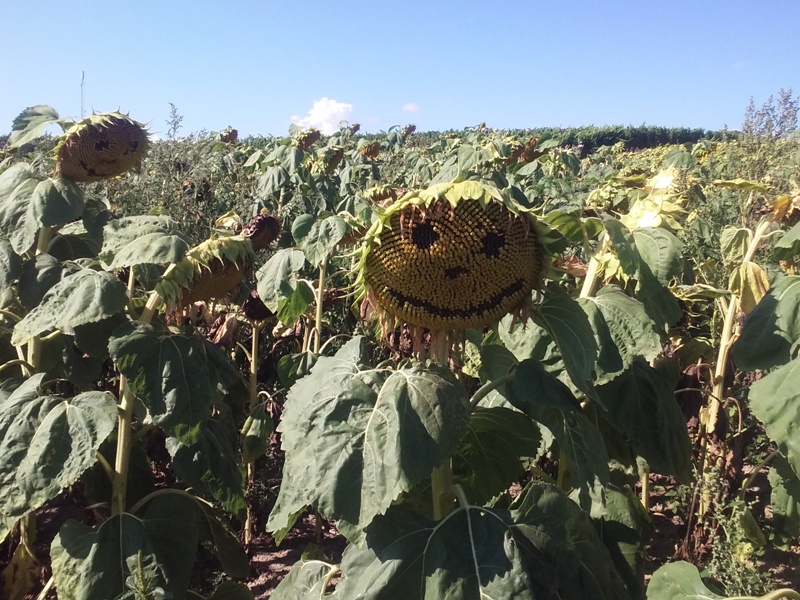 Lachende Sonnenblumen