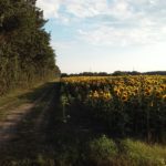 Sonnenblumen bei Helmahof