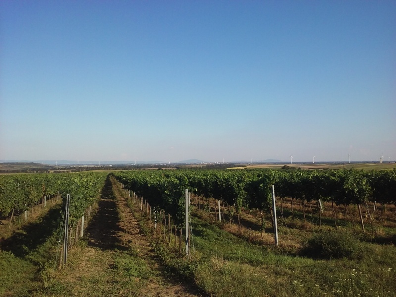 Weinberge bei Groß Schweinbarth